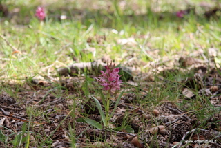 Rifugio Pitarrone